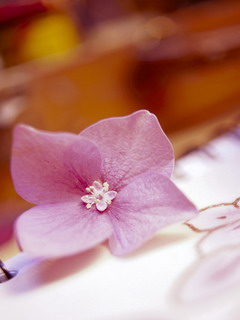 鲜花桌面图片 1090)