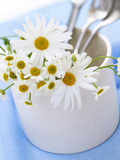 鲜花桌面图片 1097)