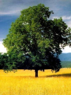 如画风景，体现手机的屏幕质感　系列二 1595)