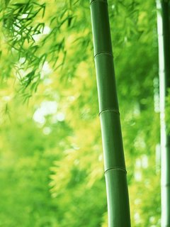 绿色翠竹 1972)