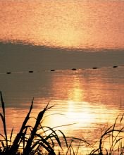 几度夕阳红风景图片 2630)
