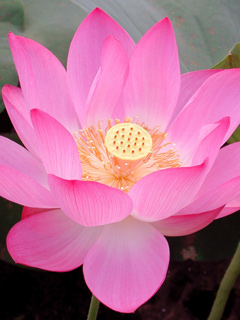 花的世界 2866)