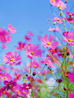 花的世界 2860)
