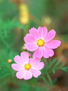 花的世界 2859)
