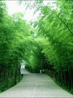 路-风景迷人 3118)