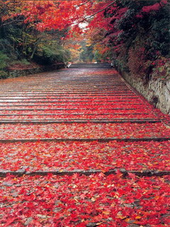 路-风景迷人 3113)