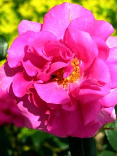 红色蔷薇花 3146)