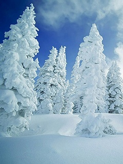 瑞雪兆丰年 3205)