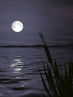 月夜 3213)