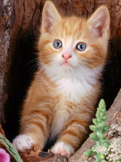 动物图片可爱的猫 3350)