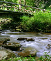 手机风景背景—森林，阳光流水 3793)