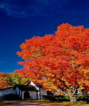 手机风景背景—森林，阳光流水 3802)