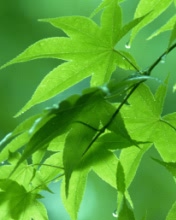翠绿的树叶图片 3982)
