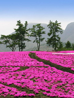魅力风景图 4933)