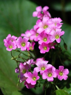 鲜花速递-花类图片精选 4969)