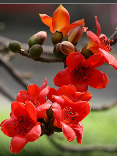 鲜花速递-花类图片精选 4970)