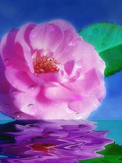 鲜花速递-花类图片精选 4961)