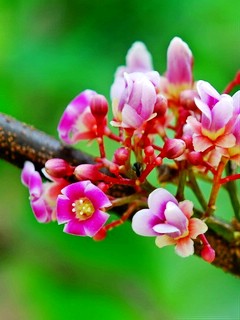 鲜花速递-花类图片精选 4968)