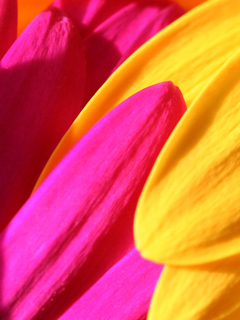 花瓣 5002)