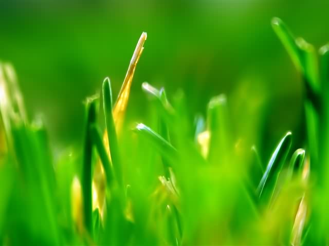 高清晰绿色植物 5232)