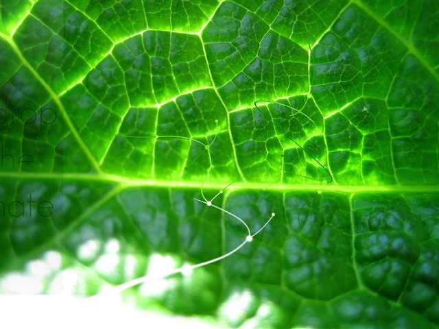 高清晰绿色植物 5235)