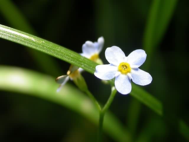 高清晰绿色植物 5236)