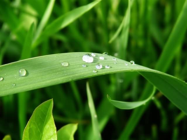 高清晰绿色植物 5237)