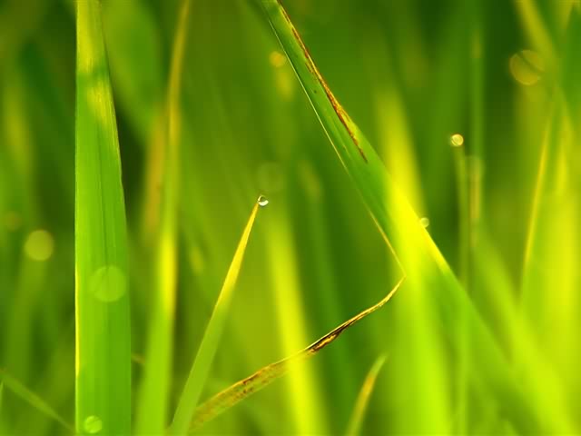 高清晰绿色植物 5231)