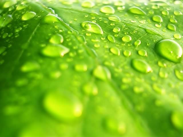 高清晰绿色植物 5234)