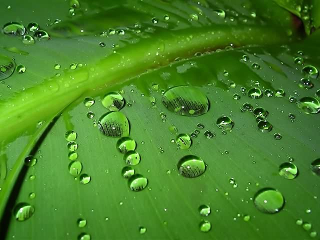 高清晰绿色植物 5229)