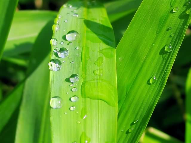 高清晰绿色植物 5228)