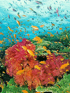 海底动物世界-鱼 6184)