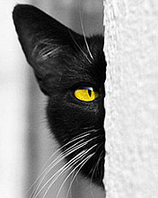 可爱的猫咪图片 6191)
