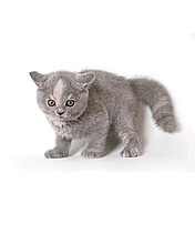 可爱的猫咪图片 6194)