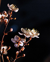 黑色背景,炫丽的花 6265)