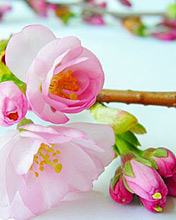 花开满枝头,176x220图片 6769)