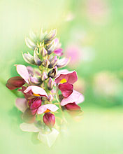 花开满枝头,176x220图片 6765)
