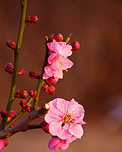 花开满枝头,176x220图片 6771)