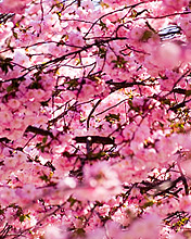花开满枝头,176x220图片 6772)