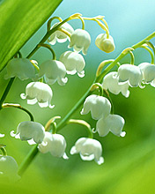 花开满枝头,176x220图片 6773)