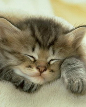 176*220猫的图片 6866)