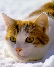 176*220猫的图片 6864)