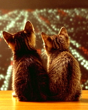176*220猫的图片 6867)