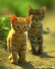 176*220猫的图片 6870)