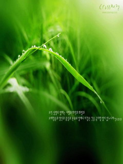 碧绿清爽的手机壁纸 7331)