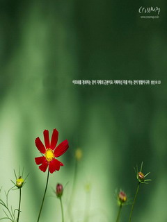 碧绿清爽的手机壁纸 7326)