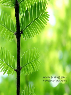 碧绿清爽的手机壁纸 7336)