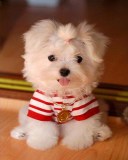 狗狗图片 7516)