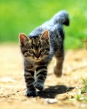 可爱猫咪图片 8283)