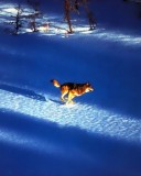 雪狼图片 8290)